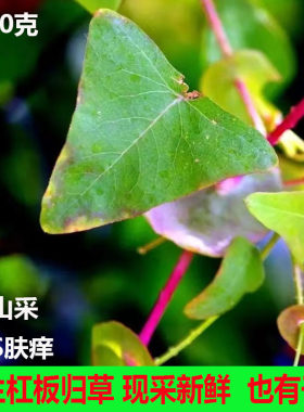 新鲜杠板归天然河白草蛇倒退蛇不过洗澡中草药材犁头刺贯叶蓼包邮