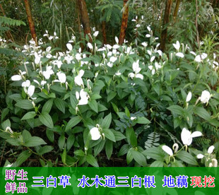 百节藕野生新鲜塘边藕中药材食用天性草根三白草根白莲藕绿植水培