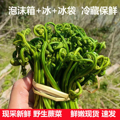 现采蕨菜新鲜下饭菜当季天然野生水厥菜山蕨子拳头苔鲜嫩龙爪菜