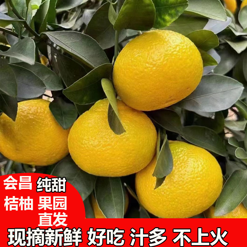 江西赣南桔柚会昌甜桔柚新鲜摘孕妇水果当季黄金柑非庆元建阳橘柚