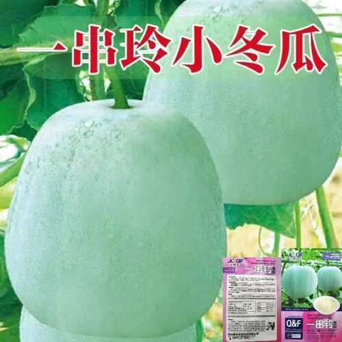 高产一串铃冬瓜种子四季白皮小冬瓜蔬菜种籽粉皮庭院菜园阳台垂吊