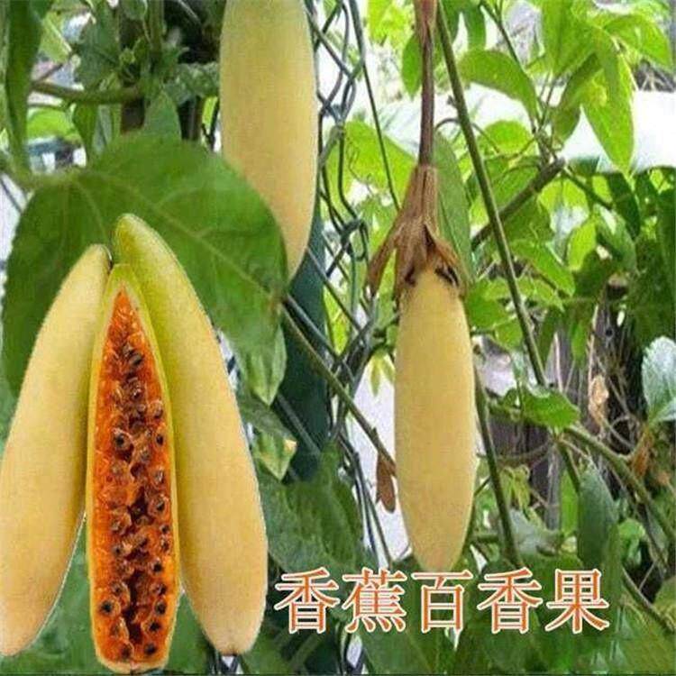 荔枝味香蕉百香果种子原装百粒巨无霸甜蜜红肉百香果四季当年结果