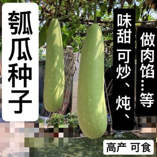 长棒瓠子瓜籽耐热菜种 可留种巨型瓠瓜蒲瓜爬瓜水瓜葫芦瓜种子四季