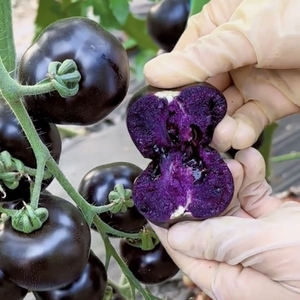 美国紫番茄种子黑姑娘番茄种籽黄姑娘番茄蔬菜种子盆栽水果绿番茄