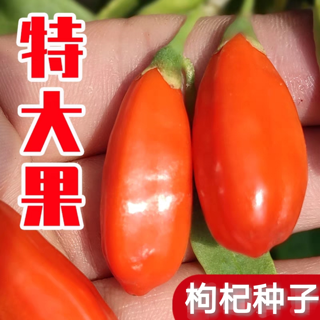 宁夏枸杞种子红枸杞种子宁夏野生枸杞种籽药用特色蔬菜原装种籽