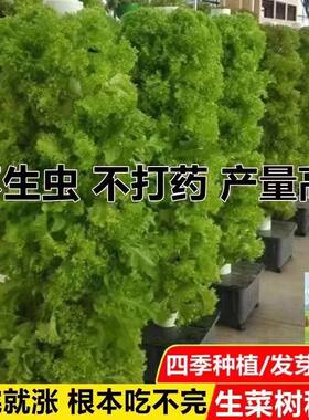 生菜树种子四季生菜子种籽脆嫩生吃生菜种籽阳台盆栽蔬菜种子大全