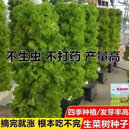 生菜树种子四季生菜子种籽脆嫩生吃生菜种籽阳台盆栽蔬菜种子大全