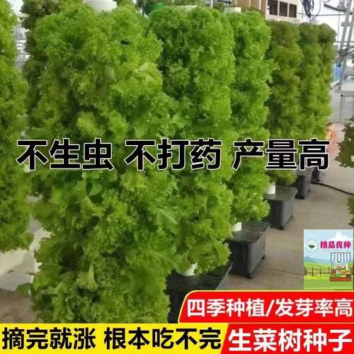 生菜树种子四季生菜子种籽脆嫩生吃生菜种籽阳台盆栽蔬菜种子大全