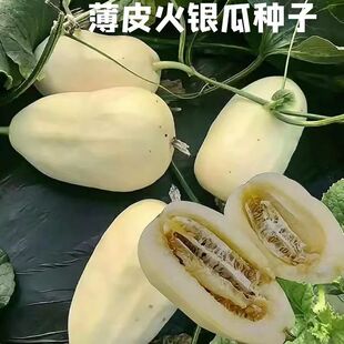 薄皮青州银瓜甜瓜种子白皮甜香瓜种籽春夏季四季阳台盆栽水果种子