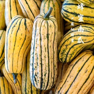 超甜蜂蜜南瓜种子贵族南瓜磨盘奶油南瓜蔬菜种孑奶油粉糯南瓜种子