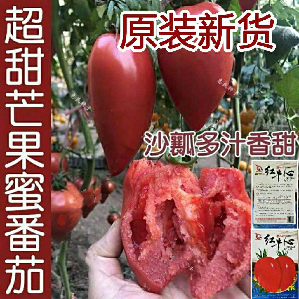 牛心芒果蜜番茄种子 水果口感西红柿沙瓤超甜春夏秋四季盆栽种籽