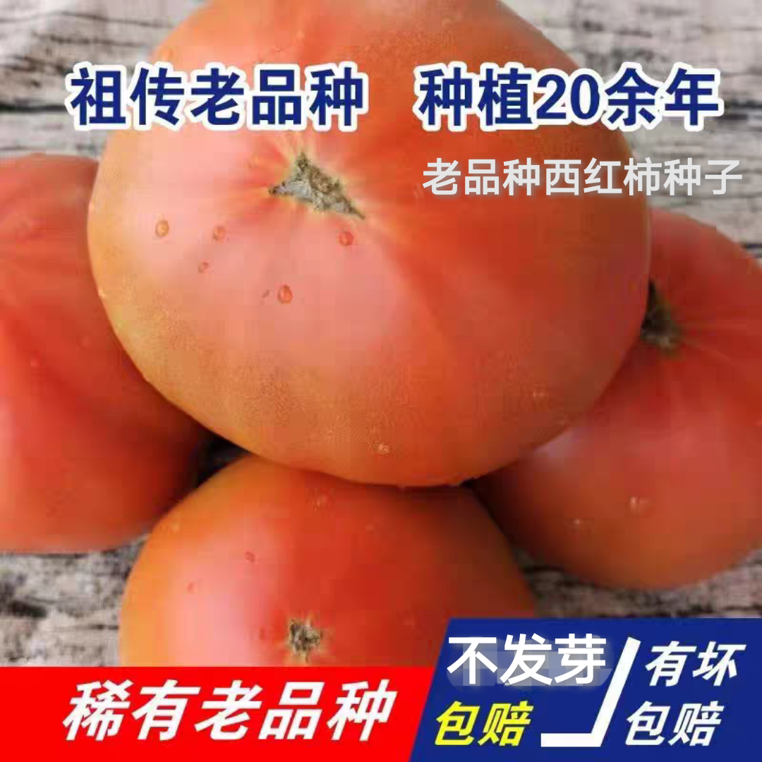 山东普罗旺斯水果沙瓤西红柿种子老品种番茄种子粉番茄蔬菜种子