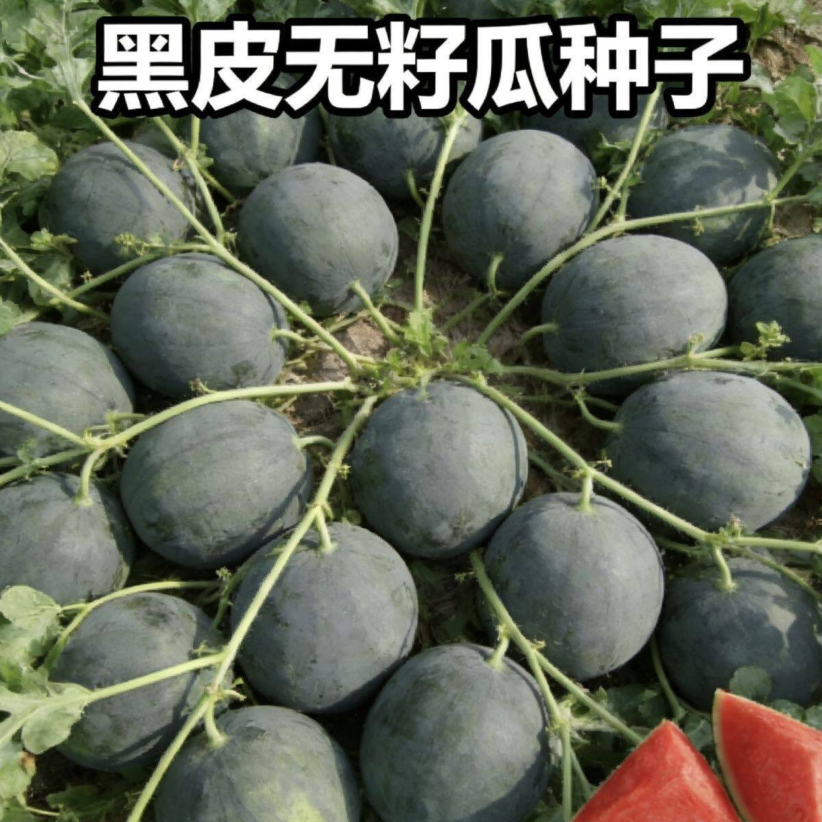 懒汉黑皮无籽西瓜种子高产早熟薄家庭园艺种子