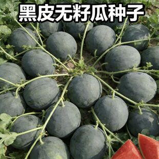 懒汉黑皮无籽西瓜种子高产早熟薄皮四季种植黑皮西瓜种子阳台盆栽