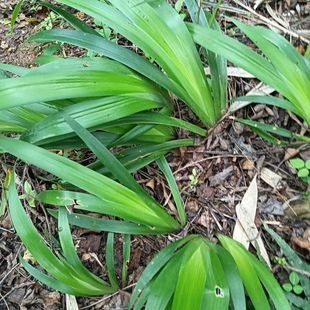 贵州野生豆豉叶鸢尾繁殖力极强园艺绿植扁竹根盆栽新鲜现挖新鲜