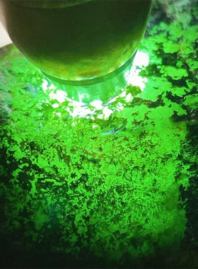 XZ34576 缅甸天然翡翠原石老坑莫西沙场口手镯料重3.4公斤