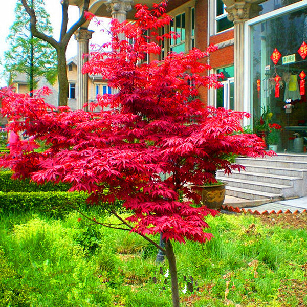 红枫树苗盆栽四季红枫大小苗庭院花卉包邮中国红红枫树苗盆景