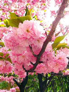 樱花树苗重瓣关山樱大苗室外耐寒植物花卉庭院种植盆栽日本晚樱