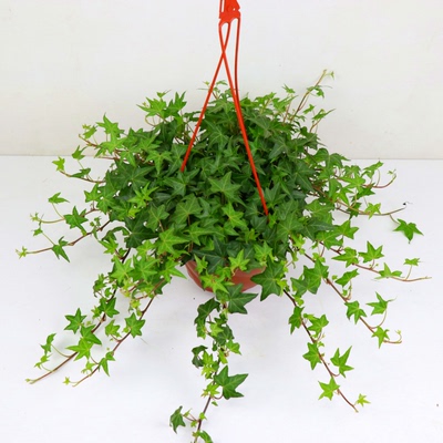 四季常青常绿爬藤植物室外常春藤 常青藤苗 攀缘花卉 盆栽藤蔓