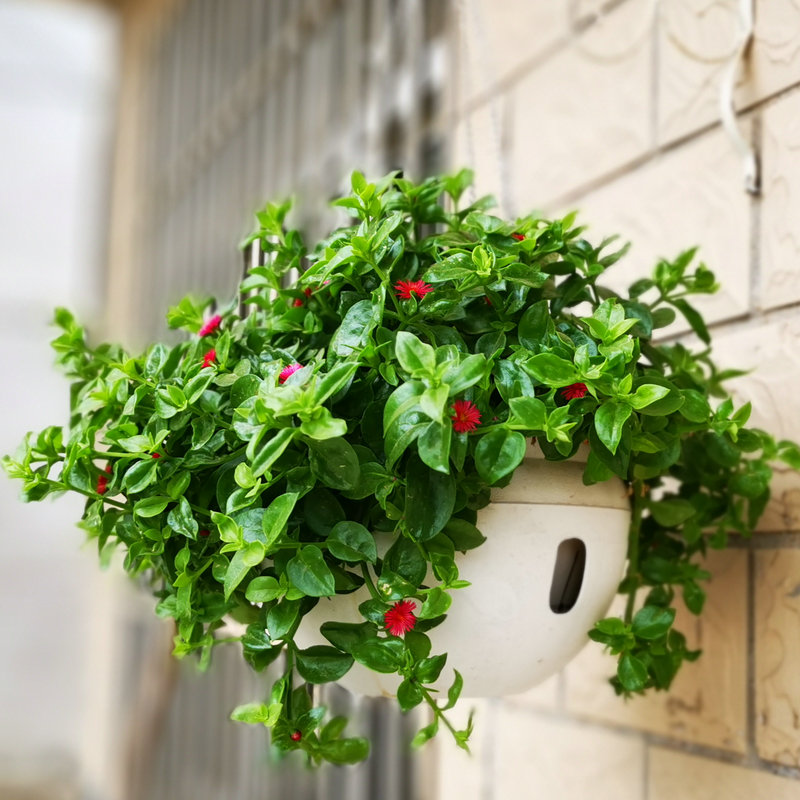 牡丹吊兰花苗带花阳台垂吊植物四季吊兰盆栽四季开花植物多年生