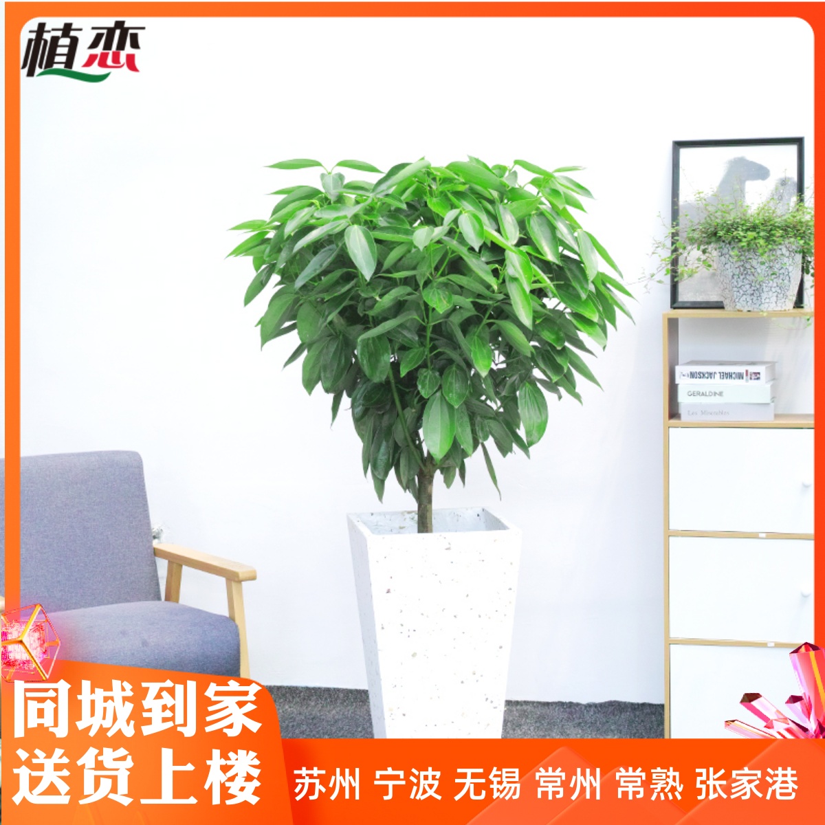 批发 大幸福树 平安树 绿植观叶盆景 植物 客厅盆栽-阿里巴巴