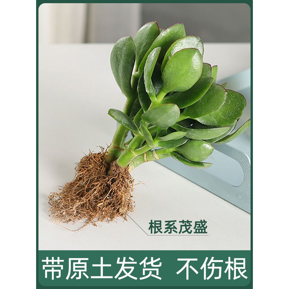 大叶玉树盆栽花卉老桩盆景多肉植物红叶小叶苗燕子掌室内客厅绿植
