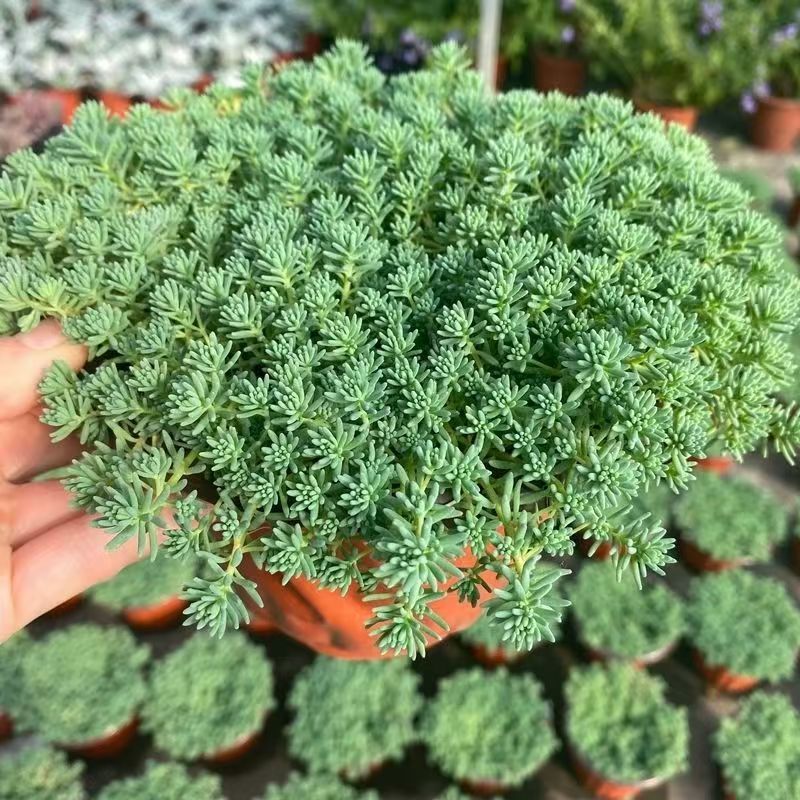中华景天薄雪万年草多年生地被花镜植物耐寒地栽盆栽庭院花园