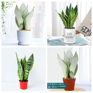 白玉金边虎皮兰盆栽水培内植物客厅绿植美化空气四季除某醛