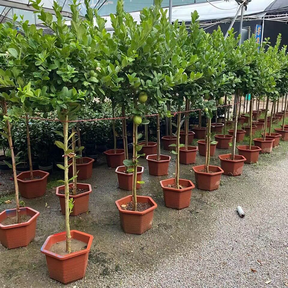 结果柠檬树盆栽阳台带果花苞树苗庭院植物水果树绿植