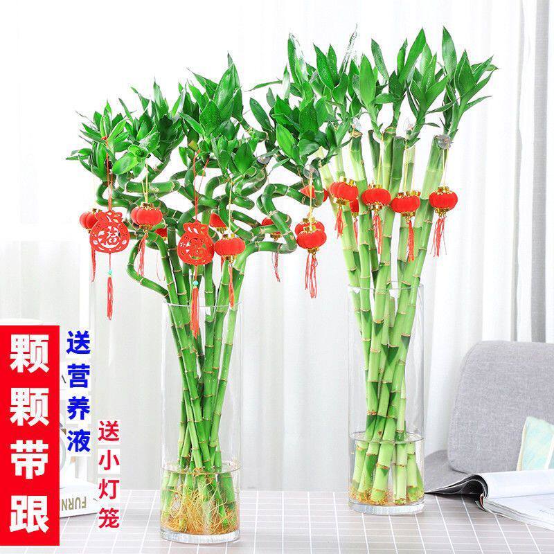 带根水培转运竹富贵竹植物水养弯竹开运竹子盆载客厅室内常青绿