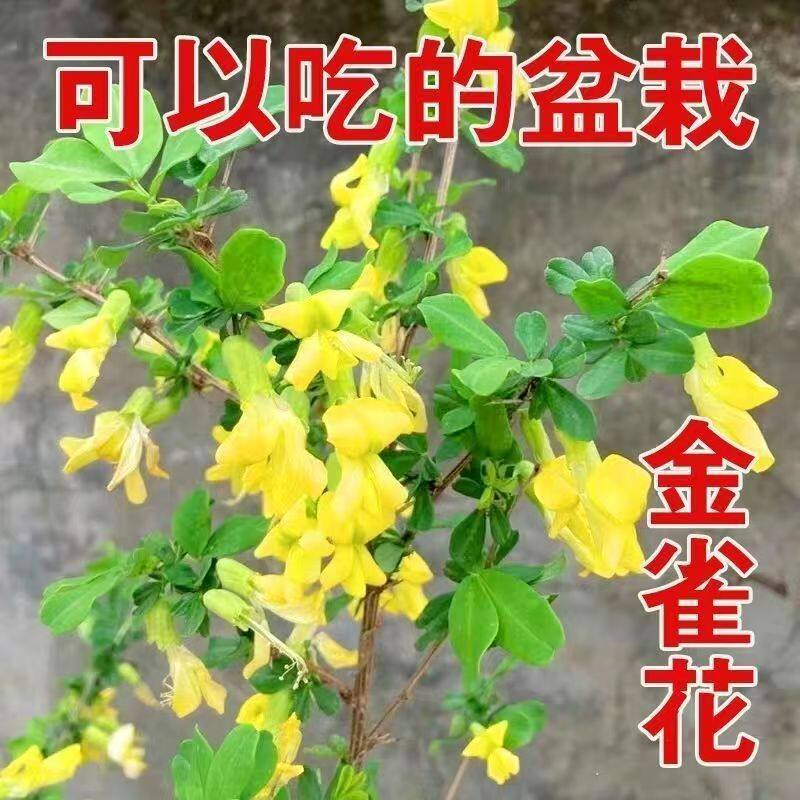 黄金雀盆景苗南雀北雀金雀老桩新鲜盆栽金雀梅锦鸡儿阳雀花金雀