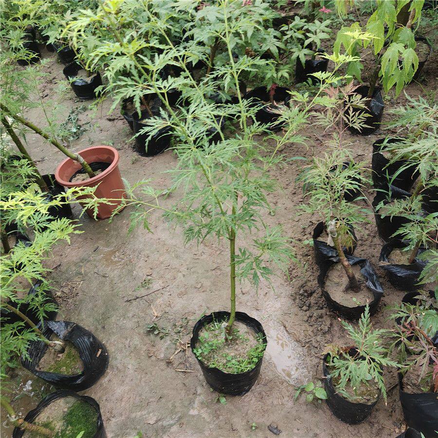 精品正宗青龙青色红色羽毛枫嫁接红枫盆栽阳台庭院办公室变色