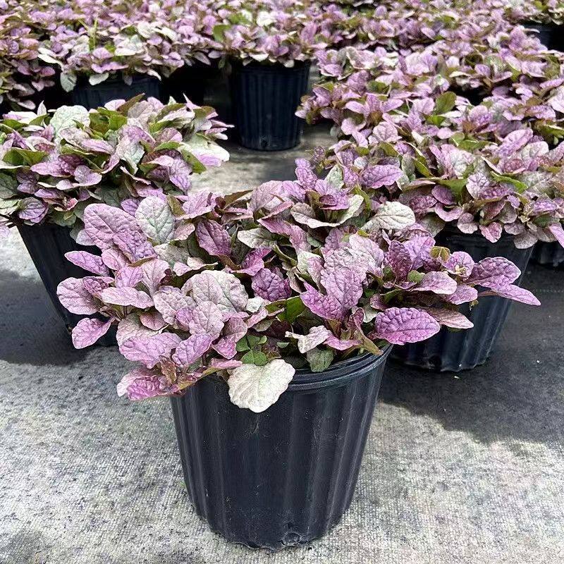 姬十二玫红筋骨草盆栽庭院花镜矮生匍匐花卉耐热耐寒宿根观叶