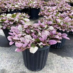 姬十二玫红筋骨草盆栽庭院花镜矮生匍匐花卉耐热耐寒宿根观叶