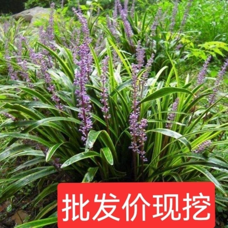 金边麦冬耐寒地被植物四季种植花园地栽庭院阳台盆栽园林道路