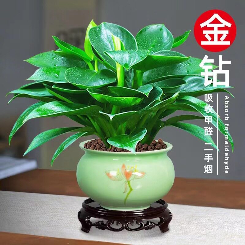 万年青金钻花卉盆栽办公室内桌面好养绿植四季常青绿公主植物