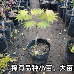 日本红枫树苗庭院植物盆景盆栽金隐约旦狮子头流泉羽毛浮云橙之
