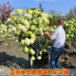 中华木绣球带土特大号老桩带花苞网红植物丛生独杆树状家庭园艺