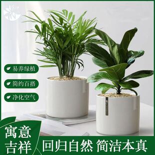 琴叶榕绿萝小盆栽桌面绿植发财树办公桌植物室内四季常青耐阴