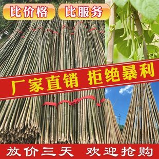 新鲜野生绿竹竿菜园搭架豆角瓜果黄瓜爬藤架园艺篱笆围栏旗杆竹竿