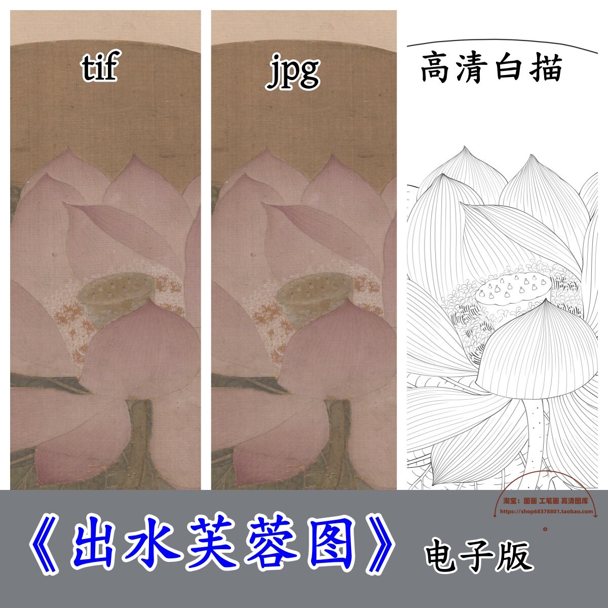 手绘高清白描底稿+彩图/宋画出水芙蓉图工笔荷花临摹勾线稿电子版