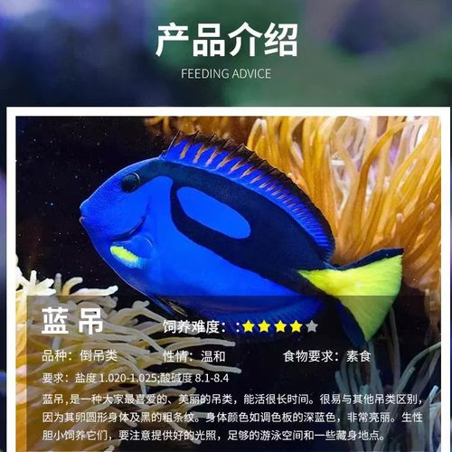 蓝吊多力粉蓝吊海水鱼活体海水缸明星宠物珊瑚活体已检疫秒颗粒
