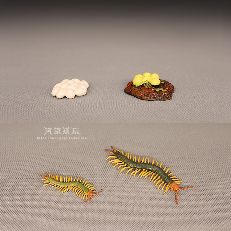 认知玩具教学教具陆生节肢动物模型 百足虫蜈蚣幼虫成长周期摆件