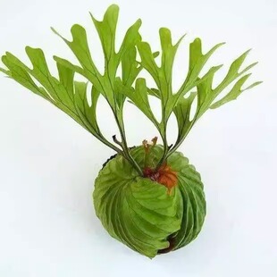 亚洲猴脑 象耳  荷兰 二岐 皇冠 女王鹿角蕨居家观赏植物盆栽