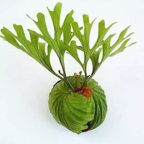 二岐荷兰象耳亚洲猴脑皇冠鹿角蕨