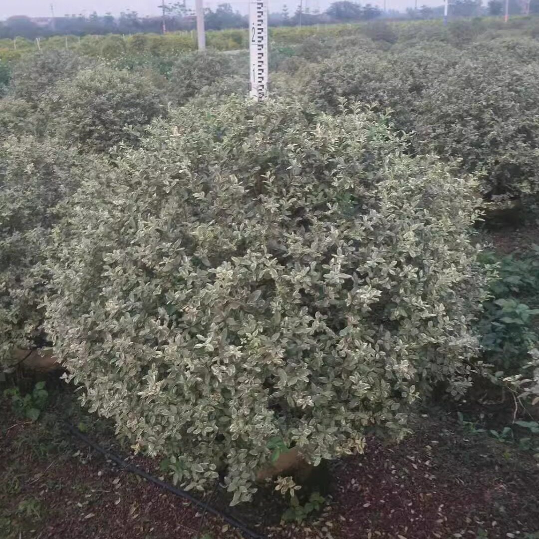银姬小蜡 花叶女贞球形 园林庭院绿化苗木盆栽地栽都可以四季常青