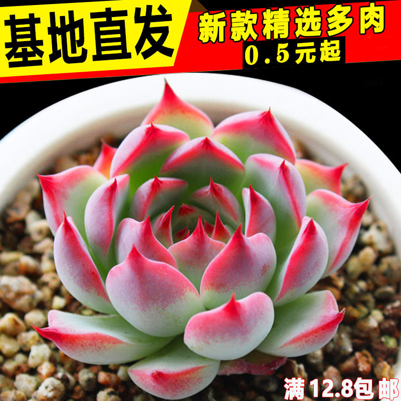 新款多肉植物水晶玉露爆盆多肉植物组合盆栽室内肉肉好养含盆472