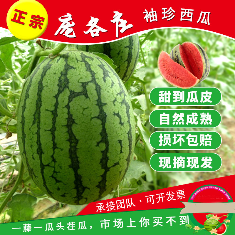 包邮 北京大兴西瓜 庞各庄西瓜 袖珍小西瓜 2粒装 正宗 吊瓜现摘