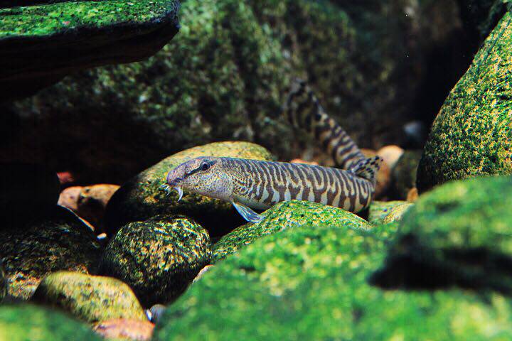 蛇仔鱼 原生鱼 冷水鱼 观赏鱼 中华花鳅 斑点鳅 观赏鳅 溪流鳅