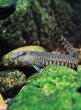 蛇仔鱼 原生鱼 冷水鱼 观赏鱼 中华花鳅 斑点鳅 观赏鳅 溪流鳅